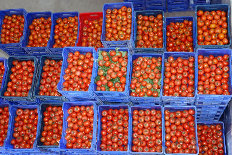 FTSO’DAN DOMATES İHRACATI KISITLAMASINA TEPKİ 